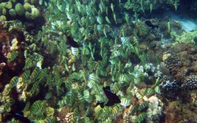 Snorkel around the island of Lanai for the experience of a lifetime.