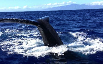 We offer both private and per person whale watching tours.