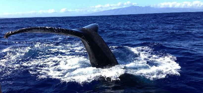humpback whales of maui