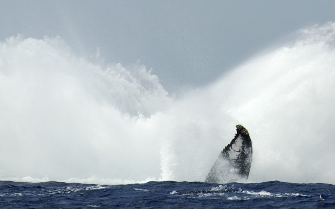 The first humpback whale of the season has been sighted!