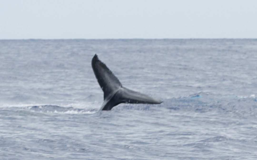 Whale watching from Maui is the best in the Hawaiian Islands.
