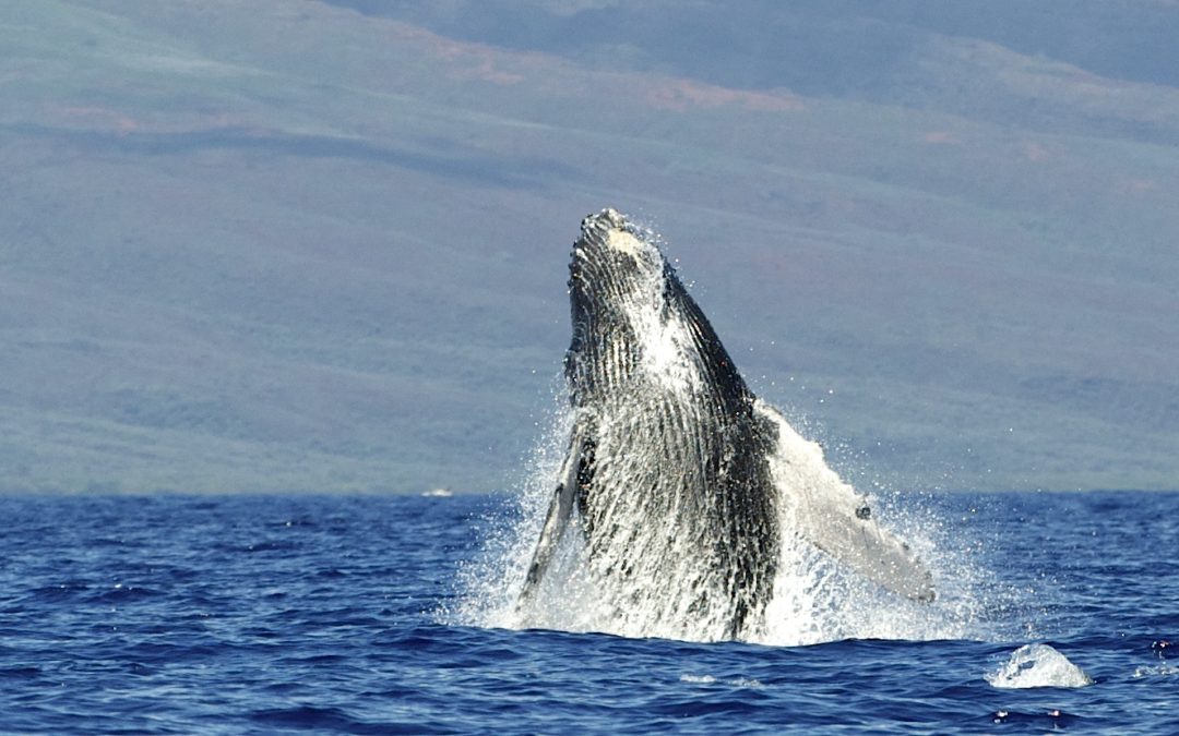 whales watching from Maui