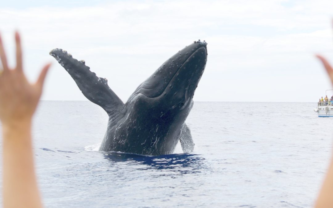 Are you vacationing this winter, come experience the humpback whales in Maui.