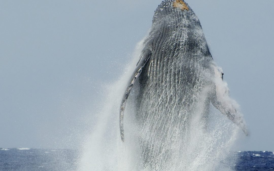 The humpback whales will begin arriving in the next few months.