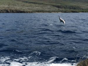 A hawaiian spinner dolphin spotted off the coast of the island of Lanai in Maui.