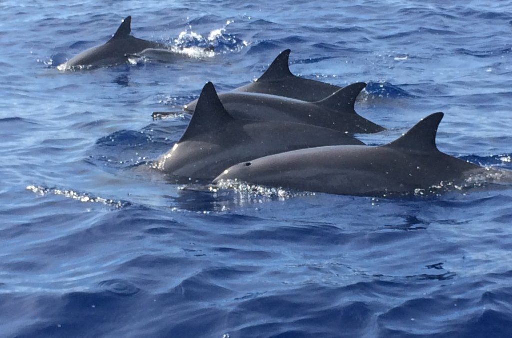 Dolphin watching from Maui by private charter is a wonderful way to spend the day.