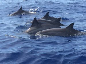maui snorkeling and dolphin watching tours