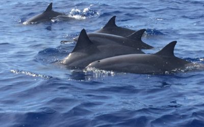 If you would like do some dolphin watching, we suggest our Lanai snorkeling tour.