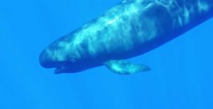 false killer whale sighting