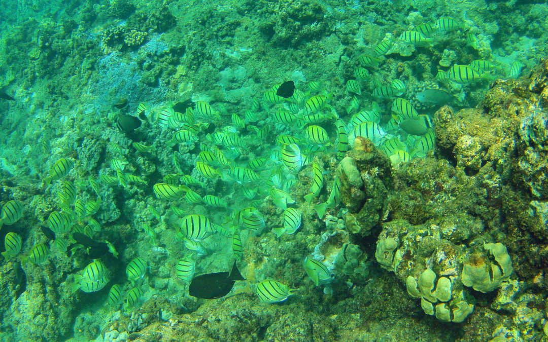 Maui’s coral reefs are a sight to behold and also protect.