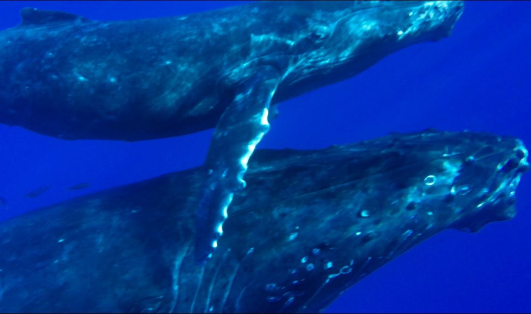 maui whale watches