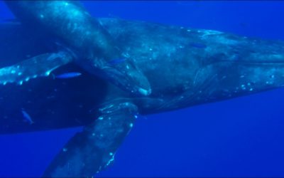 Your private Maui whale watching tour is just a click or phone call away.