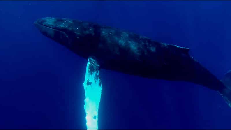 maui whale watching trips