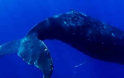 Maui whale watching is at it’s peak in February and March.