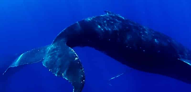 maui whale watching