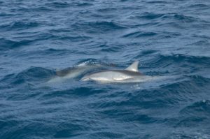 hawaiian spinner dolphins