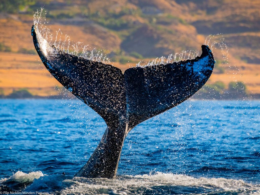 Maui's Whale Watching countdown 