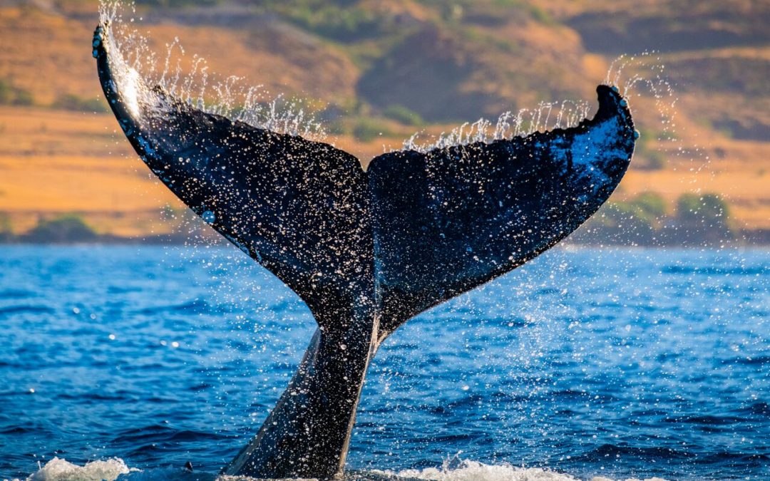 Maui Whales: What you Need to Know